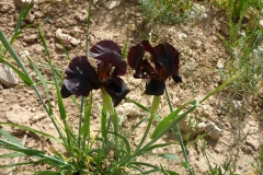gal_jordan17_018