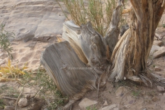 gal_jordan17_052