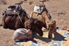gal_maroc18_063_016MS
