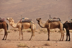 gal_maroc18_064_045MR