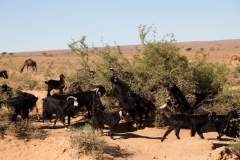 gal_maroc18_84_099NB