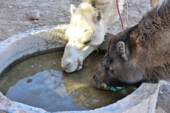 gal_maroc18_93_012MD