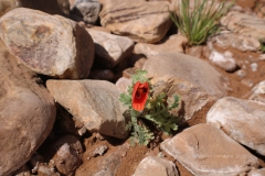 gal_maroc18_105_071ES