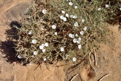 gal_maroc18_119_062LR