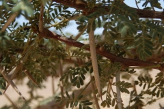 gal_maroc18_130_067LR