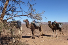 gal_maroc18_147_007PK