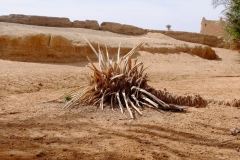 gal_maroc18_153_049OB