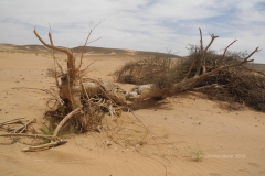 gal_maroc18_160_057CK