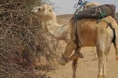gal_maroc18_161_061CK