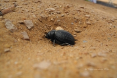 gal_maroc18_169_060CK