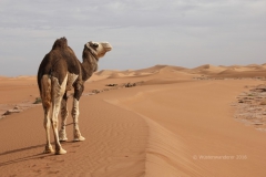 gal_maroc18_171_109MR
