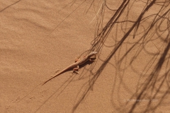 gal_maroc18_193_083SB