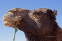 gal_maroc18_212_011EH