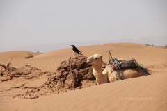 gal_maroc18_218_197MR
