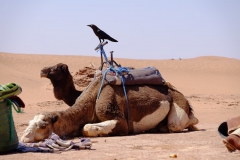 gal_maroc18_219_104OB