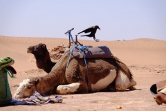 gal_maroc18_220_105OB