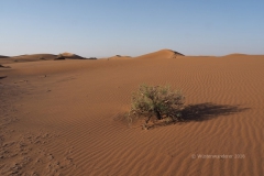 gal_maroc18_231_087LR