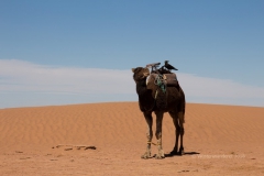 gal_maroc18_271_222NB