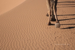 gal_maroc18_274_133ES