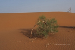 gal_maroc18_284_100LR