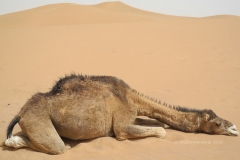 gal_maroc18_309_090CK