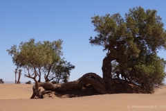 gal_maroc18_339_180MS