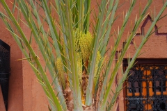 gal_maroc18_358_141LR