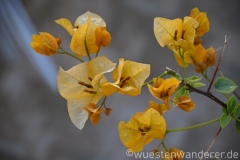 Marokko26_20260409-161653_EB_Flora_web