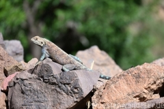 Marokko26_20260413-160150_EB_Fauna_web