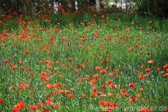Marokko26_20260417-141443_EB_Wandern_web
