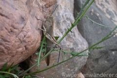 Marokko26_20260417-151253_EB_Fauna_web