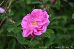 Marokko26_20260417-153518_EB_Flora_web