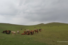 027_Mongolei_2023-06-17_11.46.42_AS