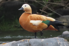 035_Mongolei_2023-06-17_16.58.52_AH