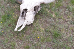 039a_Mongolei_2023-06-17_18.00.59_AS