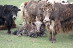 040_Mongolei_2023-06-18_07.51.15_BFK