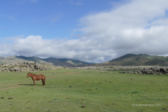 041_Mongolei_2023-06-18_08.42.00_BFK