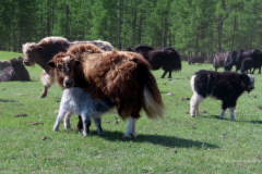 044_Mongolei_2023-06-18_09.58.08_AH