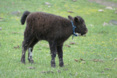 068a_Mongolei_2023-06-21_15.46.34_BFK