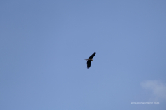 091_Mongolei_2023-06-21_07.43.37_BFK