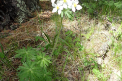 097_Mongolei_2023-06-21_11.38.13_BFK