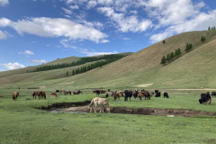 118_Mongolei_2023-06-24_09.04.26_BS