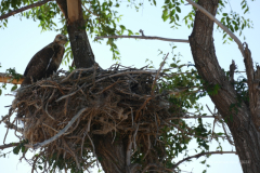 142a_Mongolei_2023-06-26_10.16.26_BFK