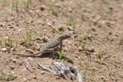 145_Mongolei_2023-06-26_10.38.39_BFK