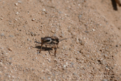 151_Mongolei_2023-06-26_12.59.04_BFK