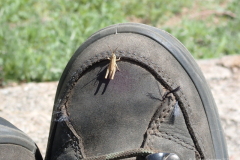 152_Mongolei_2023-06-26_13.45.08_BFK