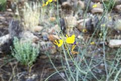 NAM-015_NAM_20250514-082004_BS_web