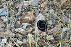 NAM-018_NAM_20250514-105721_BS_web