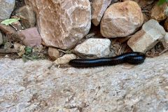 NAM-018a_NAM_20250514-123624_BS_web