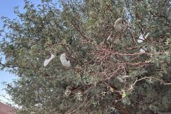 NAM-029b_NAM_20250529-074534_BS_web